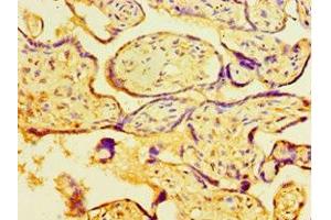 Immunohistochemistry of paraffin-embedded human placenta tissue using ABIN7160486 at dilution of 1:100 (MYDGF antibody  (AA 32-173))