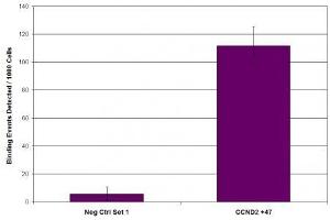 Suz12 antibody (pAb) tested by ChIP. (SUZ12 antibody  (C-Term))