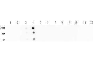 STAT2 phospho Tyr689 pAb tested by dot blot analysis. (STAT2 antibody  (pTyr689))