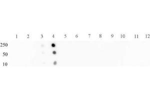 Dot Blot (DB) image for anti-Signal Transducer and Activator of Transcription 2, 113kDa (STAT2) (pTyr689) antibody (ABIN2668259)
