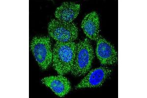 Immunofluorescence (IF) image for anti-Inosine 5'-Phosphate Dehydrogenase 1 (IMPDH1) antibody (ABIN2997392) (IMPDH1 antibody)