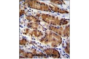 CCDC84 Antibody (N-term) (ABIN655312 and ABIN2844892) immunohistochemistry analysis in formalin fixed and paraffin embedded human stomach tissue followed by peroxidase conjugation of the secondary antibody and DAB staining. (CCDC84 antibody  (N-Term))