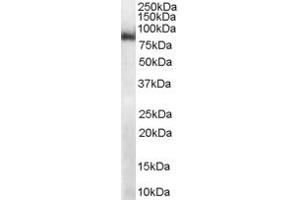 ABIN184920 (1µg/ml) staining of mouse heart lysate (RIPA buffer, 35µg total protein per lane). (Midline 2 antibody  (C-Term))