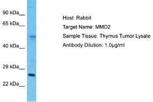 Host: Rabbit Target Name: MMD2 Sample Type: Thymus Tumor lysates Antibody Dilution: 1.