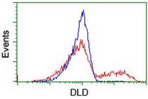 Image no. 2 for anti-Dihydrolipoamide Dehydrogenase (DLD) antibody (ABIN1497846) (DLD antibody)