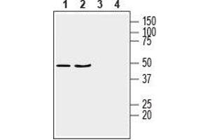 Western blot analysis of rat brain membranes (lanes 1 and 3) and mouse brain lysate (lanes 2 and 4): - 1,2. (GPR17 antibody  (Intracellular))