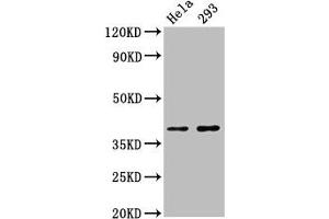 Western Blot Positive WB detected in: Hela whole cell lysate, 293 whole cell lysate All lanes: FOXH1 antibody at 2. (FOXH1 antibody  (AA 153-269))