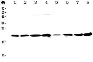 Western blot analysis of GLO1 using anti-GLO1 antibody .