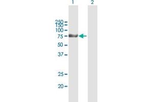 Western Blot analysis of KLHL1 expression in transfected 293T cell line by KLHL1 MaxPab polyclonal antibody. (KLHL1 antibody  (AA 1-748))