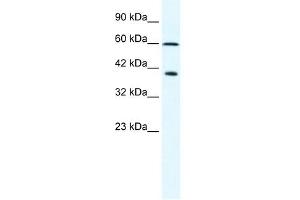 MCM7 antibody used at 2. (MCM7 antibody  (N-Term))