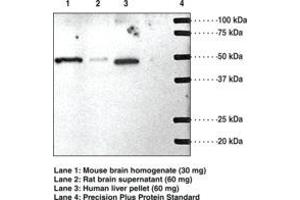 Image no. 1 for anti-Sphingosine-1-Phosphate Receptor 1 (S1PR1) (AA 241-253) antibody (ABIN2451735) (S1PR1 antibody  (AA 241-253))