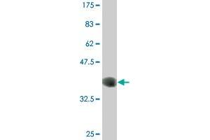 Western Blot detection against Immunogen (36. (CLK3 antibody  (AA 36-136))
