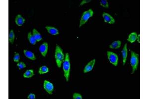 Immunofluorescence (IF) image for anti-Cadherin 18, Type 2 (CDH18) (AA 66-251) antibody (ABIN7146220)