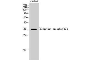 Western Blotting (WB) image for anti-Olfactory Receptor, Family 8, Subfamily J, Member 1 (OR8J1) (C-Term) antibody (ABIN3186199) (OR8J1 antibody  (C-Term))