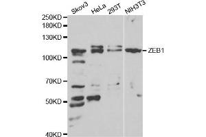 Western blot analysis of extracts of various cell lines, using ZEB1 antibody. (ZEB1 antibody)