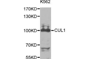 Western blot analysis of extracts of K-562 cells, using CUL1 antibody. (Cullin 1 antibody)