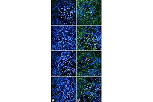 Immunocytochemistry/Immunofluorescence analysis using Rabbit Anti-Tau Monoclonal Antibody, Clone AH36 (ABIN6932886). (tau antibody  (pSer202, pThr205) (Atto 488))