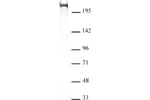 Chd5 antibody (mAb) (Clone 5A10) tested by Western blot. (CHD5 antibody  (C-Term))