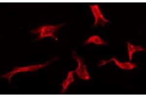 ABIN6276144 staining Hela by IF/ICC. (OR3A2 antibody  (C-Term))