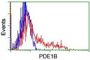 Image no. 3 for anti-phosphodiesterase 1B, Calmodulin-Dependent (PDE1B) antibody (ABIN1500073)