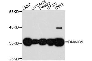 Western blot analysis of extracts of various cell lines, using DNAJC9 antibody. (DNAJC9 antibody  (AA 1-260))