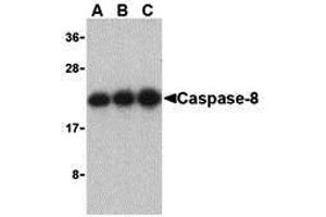 Western Blotting (WB) image for anti-Caspase 8 (CASP8) (C-Term) antibody (ABIN1030319) (Caspase 8 antibody  (C-Term))