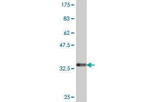 Western Blot detection against Immunogen (37. (PDE7B antibody  (AA 1-100))