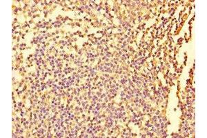 Immunohistochemistry of paraffin-embedded human tonsil tissue using ABIN7152932 at dilution of 1:100 (Fidgetin antibody  (AA 132-371))