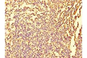 Immunohistochemistry of paraffin-embedded human tonsil tissue using ABIN7152932 at dilution of 1:100 (Fidgetin antibody  (AA 132-371))