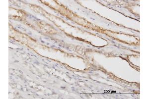 Immunoperoxidase of monoclonal antibody to PGGT1B on formalin-fixed paraffin-embedded human kidney. (PGGT1B antibody  (AA 1-105))