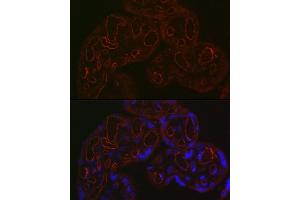 Immunofluorescence (IF) image for anti-CD34 (CD34) (AA 32-290) antibody (ABIN3021124)