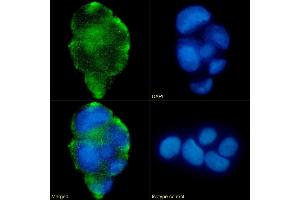 Immunofluorescence staining of fixed Caco-2 cells with anti-Lewis a,b antibody HEA164. (Recombinant Lewis Blood Group A/b antibody)