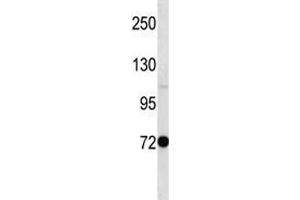 Pak7 antibody western blot analysis in mouse stomach tissue lysate (PAK7 antibody  (AA 128-157))