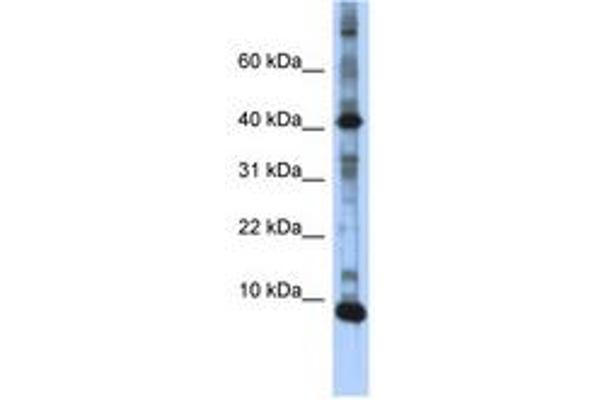 LSM6 anticorps  (N-Term)