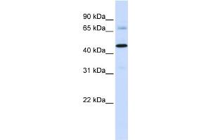 WB Suggested Anti-SFXN4 Antibody Titration: 0.