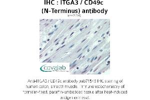 Image no. 1 for anti-Integrin, alpha 3 (ITGA3) (N-Term) antibody (ABIN1736068) (ITGA3 antibody  (N-Term))