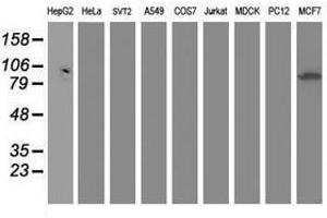 Image no. 1 for anti-Dipeptidyl-Peptidase 3 (DPP3) antibody (ABIN1497829) (DPP3 antibody)