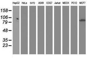 Image no. 1 for anti-Dipeptidyl-Peptidase 3 (DPP3) antibody (ABIN1497829) (DPP3 antibody)