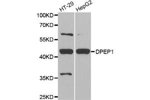 Western blot analysis of extracts of various cell lines, using DPEP1 antibody (ABIN5973713) at 1/1000 dilution. (DPEP1 antibody)