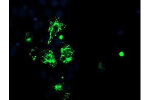 Anti-CAMLG mouse monoclonal antibody (ABIN2455753) immunofluorescent staining of COS7 cells transiently transfected by pCMV6-ENTRY CAMLG (RC218292). (CAMLG antibody)