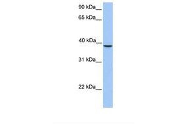 SUN3 antibody  (AA 251-300)