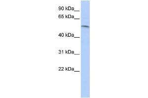 Western Blotting (WB) image for anti-Paired Box 7 (PAX7) antibody (ABIN2457950) (PAX7 antibody)