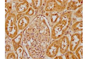 IHC image of ABIN7148386 diluted at 1:400 and staining in paraffin-embedded human kidney tissue performed on a Leica BondTM system. (CFHR1 antibody  (AA 132-221))