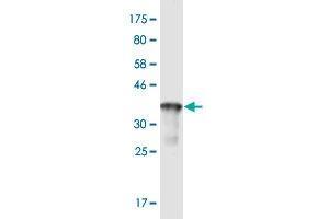 Western Blot detection against Immunogen (37. (R-Ras antibody  (AA 109-218))