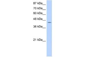 GTPBP9 antibody used at 0. (OLA1 antibody)