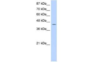 GTPBP9 antibody used at 0. (OLA1 antibody)