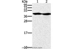 Western blot analysis of Hepg2 and k562 cell, using MORF4L1 Polyclonal Antibody at dilution of 1:400 (MORF4L1 antibody)