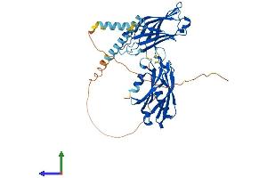 AlphaFold protein structure predicition of Human Recombinant SYT2 Protein, UniprotID Q8N9I0
