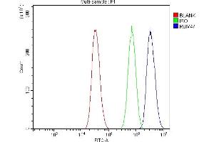 Flow Cytometry analysis of A431 cells using anti-RBM47 antibody (ABIN7602242). (RBM47 antibody  (AA 66-317))