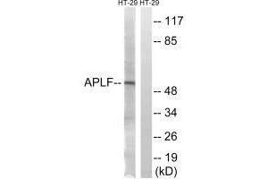 Western blot analysis of extracts from HT-29 cells, using APLF (Ab-116) antibody. (APLF antibody  (Ser116))